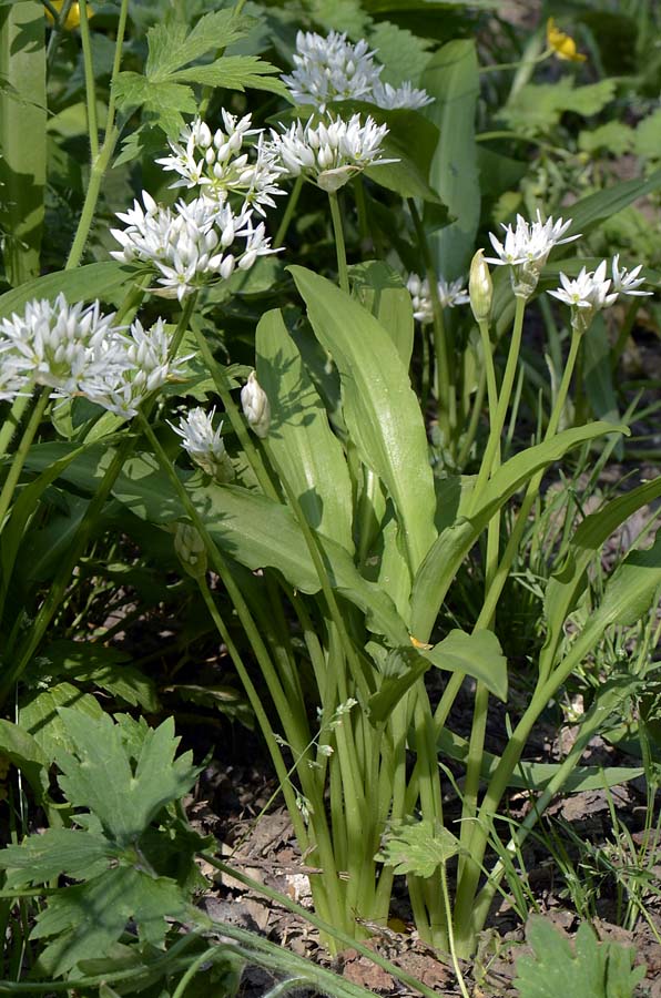 Allium ursinum / Aglio orsino